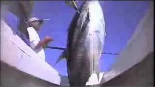 Light Tackle Yellowfin Tuna
