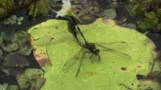 Slender Skimmer 12