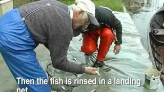 Commercial fishery in Ostrobothnia - Gill netting for Baltic herring, before and today