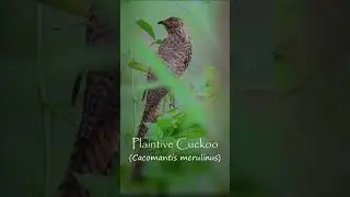 #shorts  Birds of Thailand. Plaintive Cuckoo #birds  #nature #thailand