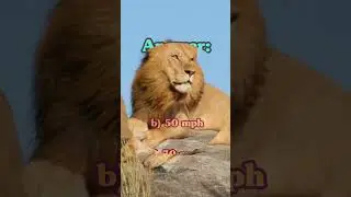 Lion Quiz King of the Jungle #quiztime #funquiz #trivia #animals #lion #pride  #lioness #facts #quiz