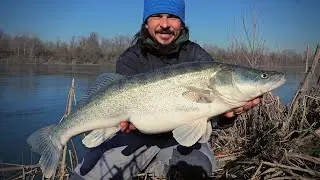 Winter BIG ZANDER Spinning on Po River