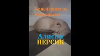 Новый житель Шотландец  Алисин Персик Наши милые котики Забавные котята