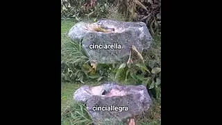 Cinciarella e Cinciallegra