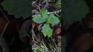English Oak (Quercus robur) sapling growing in bog Northern Ireland 26/11/2024
