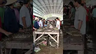 Inside a Traditional Asian Animal Market