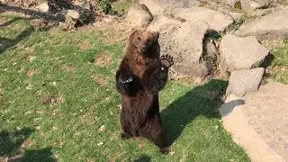 Feeding the Bears at the Wild und Freizeitpark Klotten - April 2019