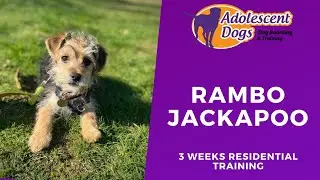 Rambo the Jackapoo puppy - 3 Weeks Residential Dog Training