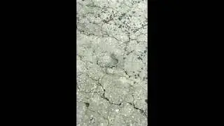 baby kukri snake