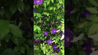 Trumpet vine plant - perennial plant #gardeningideasforhome #gardening