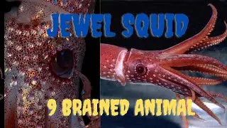 Jeweled Squid - A Dangerous Deep Sea Animal #shorts