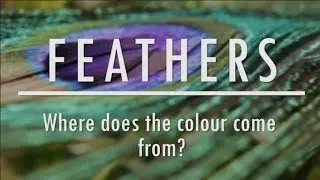 Feathers - Where does the colour come from? | Bristol Nature Channel