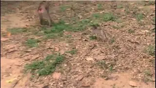 Sad Bb Rainbow is super frightened adult monkey of Amber troop coming. Rainbow running to hug Libby.