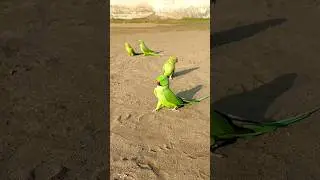 Parrots Green Open Jora Ringneck #fantasticparrot