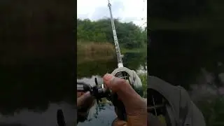 Channa striata Live attack on rubber frogs / snakehead fishing / #viral fishing #fortuneangler