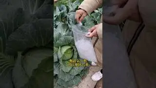 Good things to share #vine fixing clip #plant vine branch fixing#farming#garden