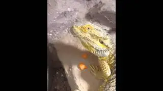 Reptilien - F&uuml;tterung einer Bartagame