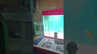 Fish pet fun is live