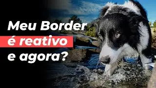 Meu Border é reativo e agora? 🤔