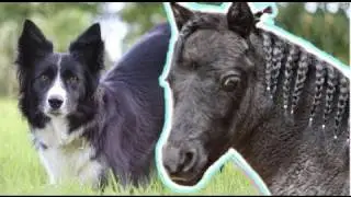 Crazy Cool Animal Tricks