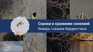 Таллинн в инее. Январь глазами бердвотчера. Птицы зимой, бердвотчинг в городе.