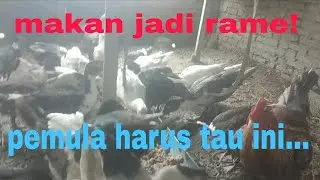 Meracik pakan untuk entok dan ayam, campur 511 makan makin lahap!!! 