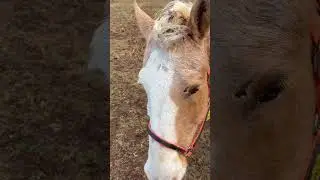 THE HORSES HAVE ARRIVED TO QUARANTINE.