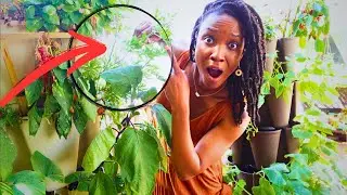 You'll NEVER Go Back to Commercial Pest Control Products After This | Natural, Cheap/Free Solutions