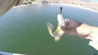 Smallmouth Bass Slam Fest Fishing Topaz Lake