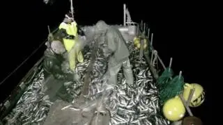 Pêche hareng / Herring fishing - La pêche maudite