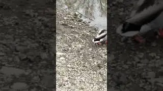 D u c k 🦆