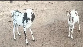 My GOATS Can Hear When I Talk  | Prince Ayoko Livestock Farm