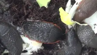 Dancing slug