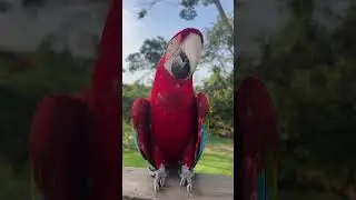 South American Parrots and the Captivating Stories of Pet Ownership