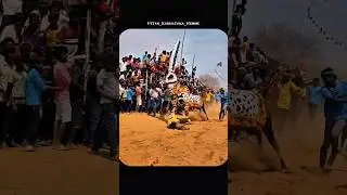 #shiggaon #ytshorts #cow #horihabba #jallikattu #jallikattubull #horihabbada #bull #haverihorihabba