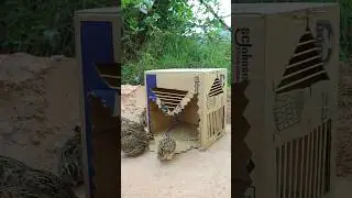 Creative Bird Trap - Quail Trap #bird trap technique #shorts_video