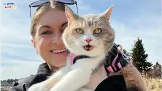 Old And Grumpy Cat Refuses To Change His House Until His Niece Found A Trick