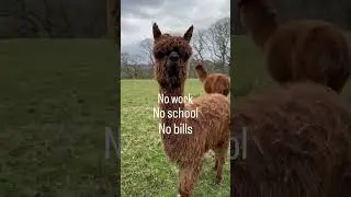 Day in the life on an alpaca 🦙🌾💩 #alpaca #funny #alpacalovers