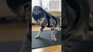 Funniest Cat Exercise Routine Ever!
