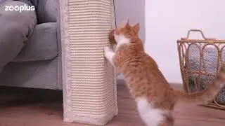 zoolove Griffoir 3 en 1 pour chat