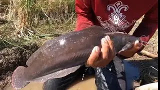 Unique Fishing Skills - Catching lots of fish on the road when flood season catch by fishing tools
