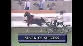 1990 Harness Pony World Grand Championship