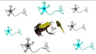 Abstract: Mechanisms of Convergent Egg Provisioning in Poison Frogs