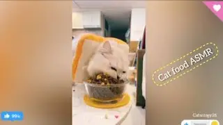 Cat Food Sound | Dry food cat call time to eat | [ ASMR ] Cat eating food sound!!😹😍