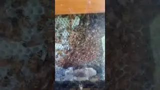 my busy bees