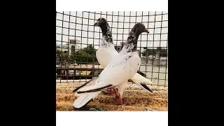 Pure Andhra Lalsira Pigeons