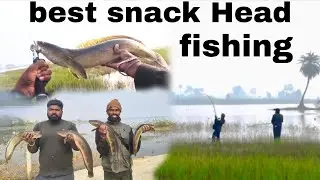 Best snack Head fishing 🎣 | #fishing #fish #fishingvideo #youtube #maralfish #snakheadfish #vlogs 