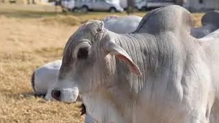 World Biggest Brahman Bull in Pakistan |2k26 collection complete Documentary|