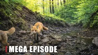 Left in the Wild for 7 Days &ndash; This Camera Captured the Unexpected