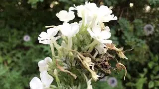 Phlox Paniculata-Gruppe, Hoher Staudenphlox